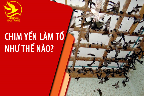 Chim yến làm tổ như thế nào?