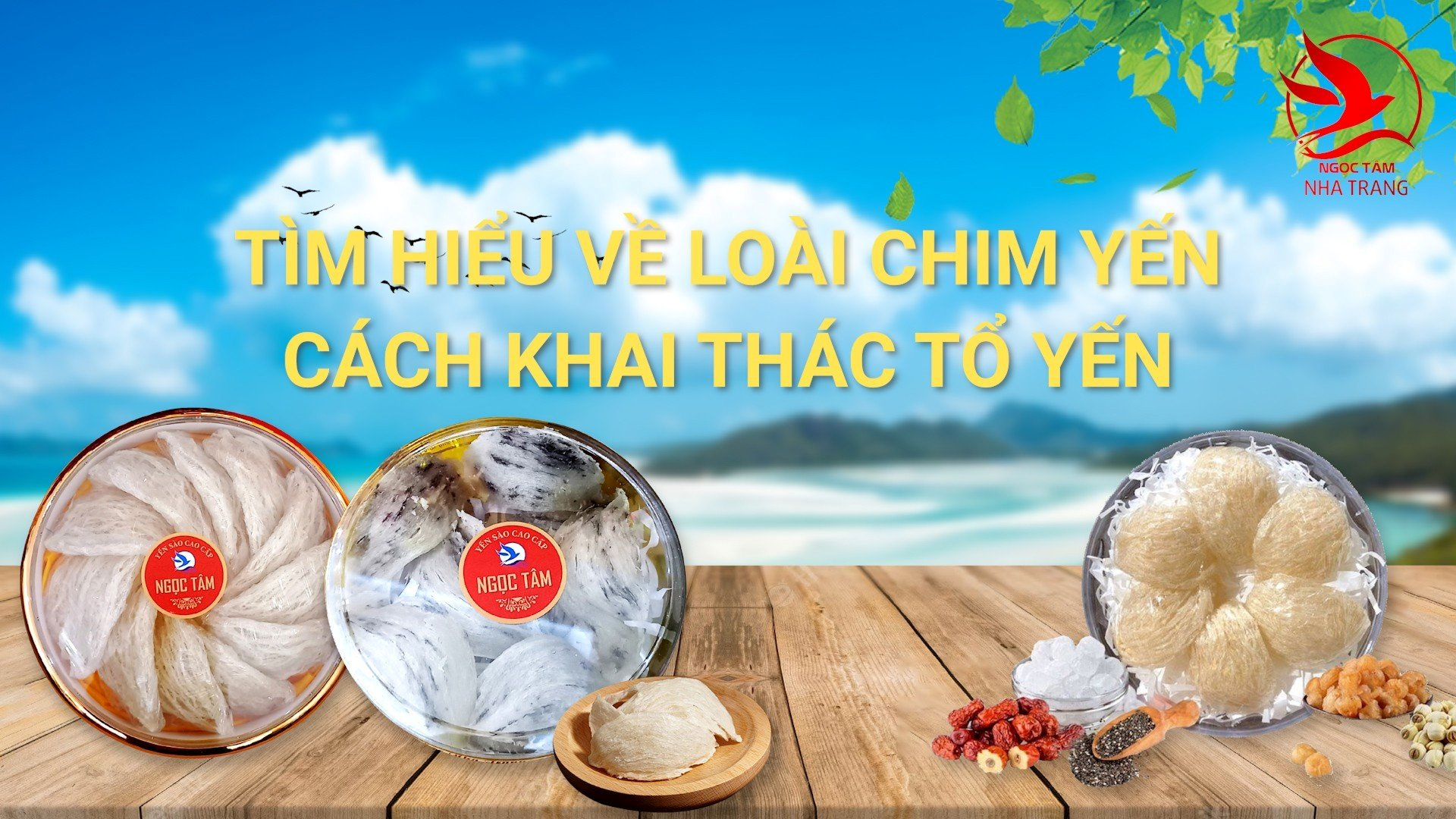Chia sẻ về loài chim yến 